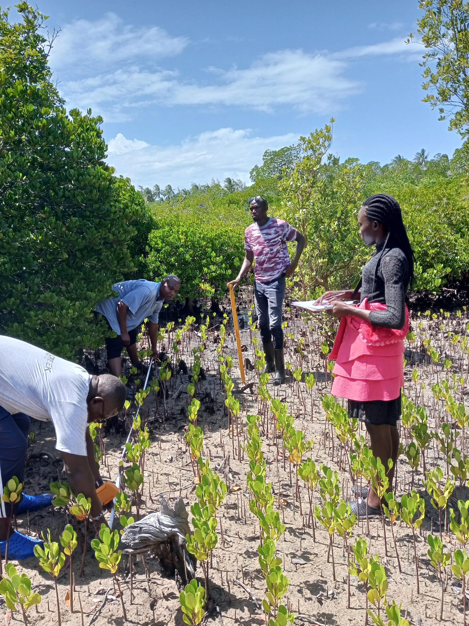 Monitoring of mangrove restoration project