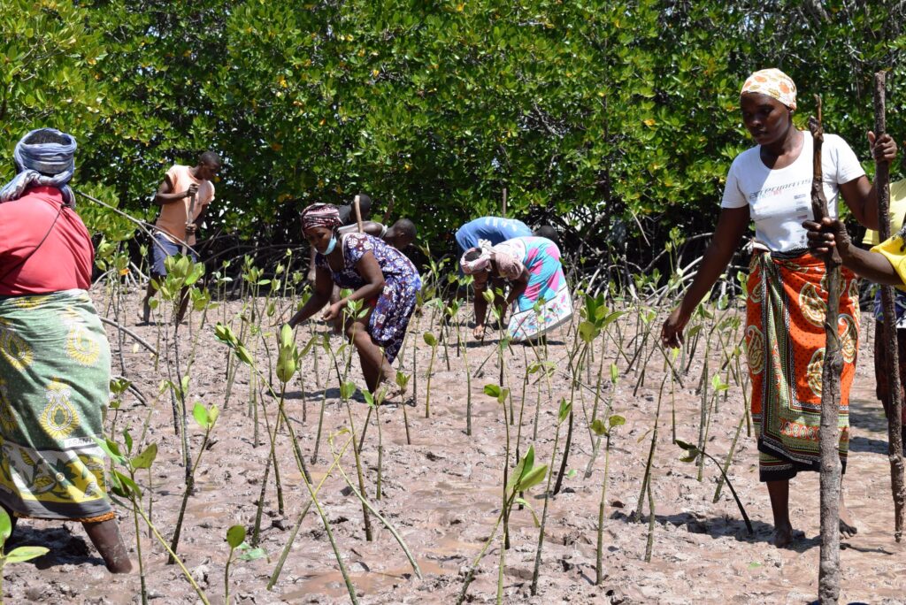 Mangrove restoration - Malindi Ungwana Bay