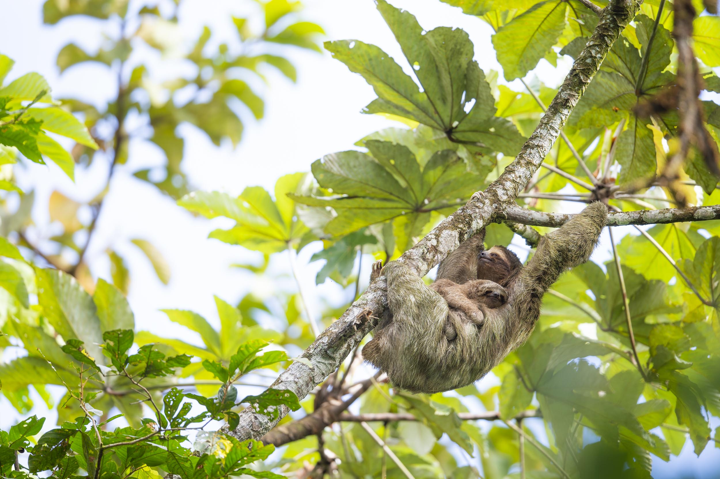 Tropical rain forests are home to sloths