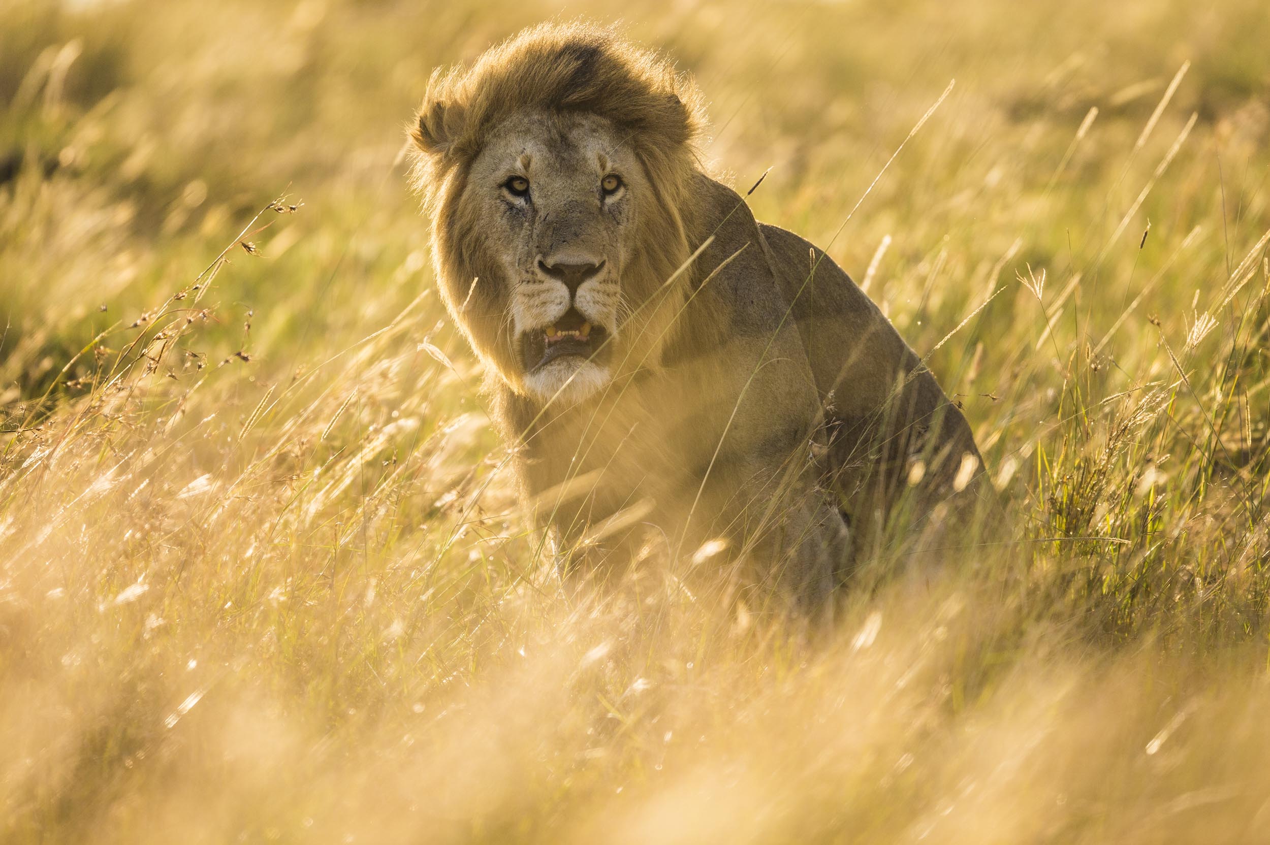 Lions are a keystone specie of grassland habitats