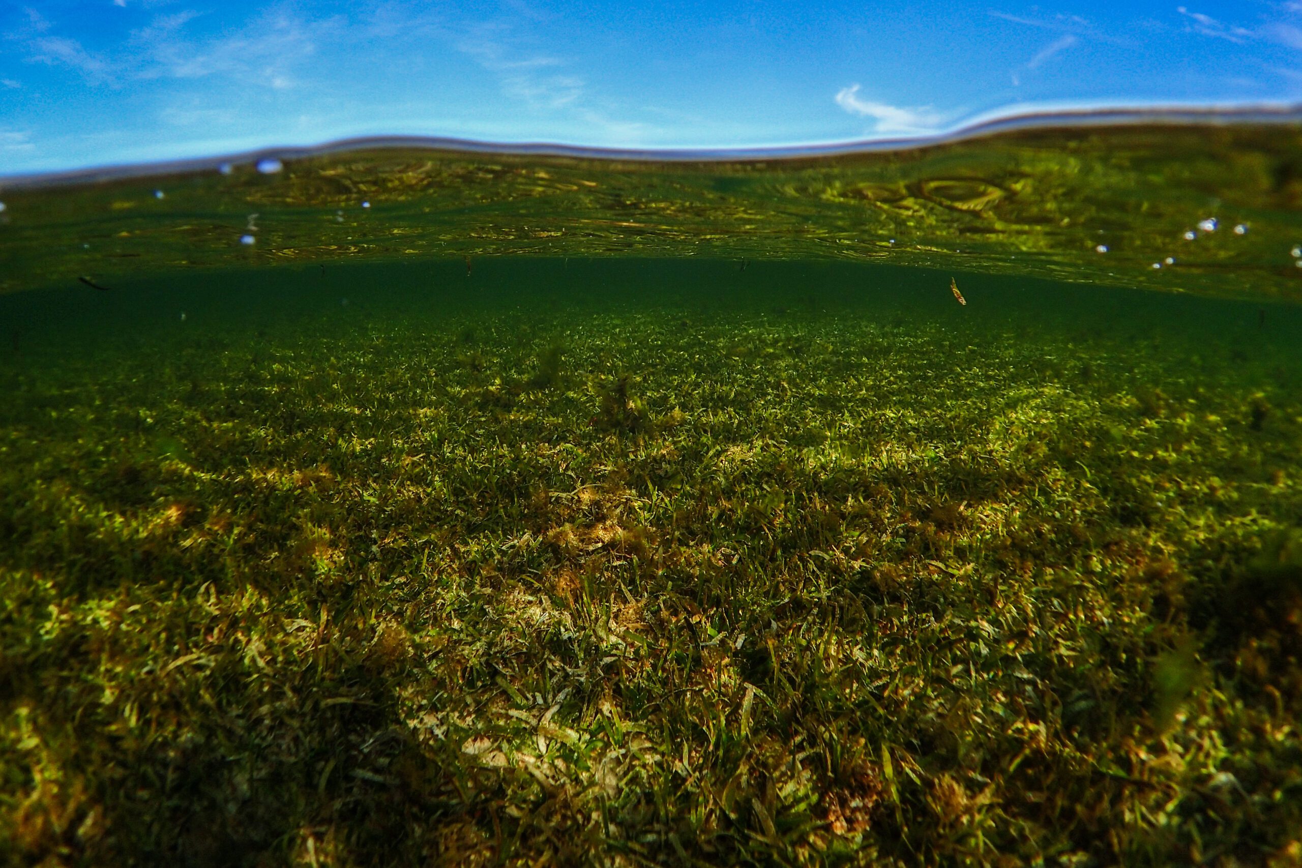 Planting seagrass