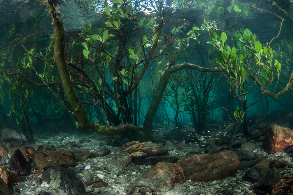 Mangroves are keystone species of coastal habitats