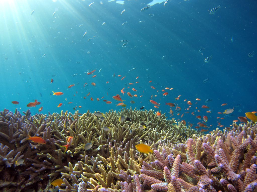 Coral is a keystone specie of coastal habitats