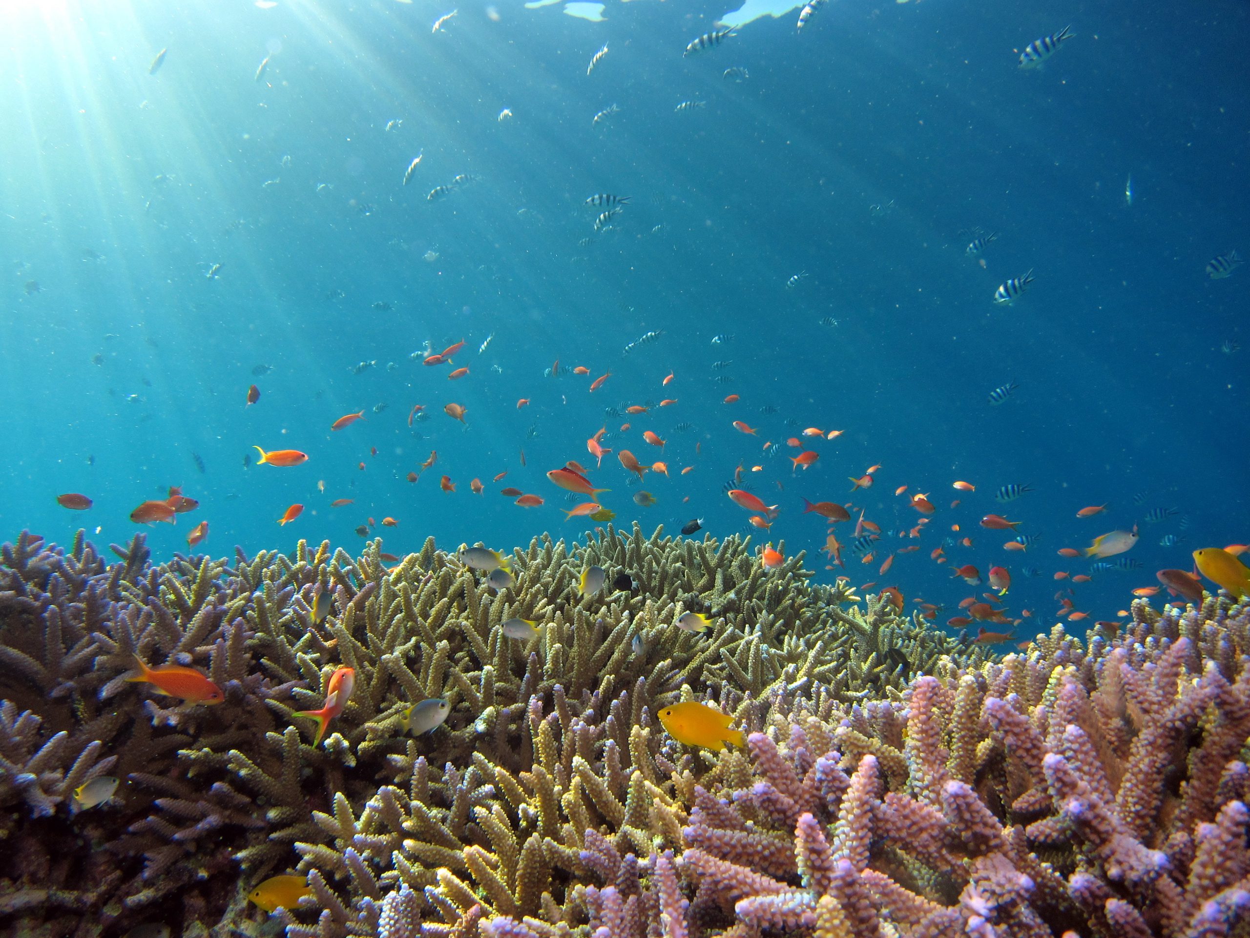 Coral is a keystone specie of coastal habitats