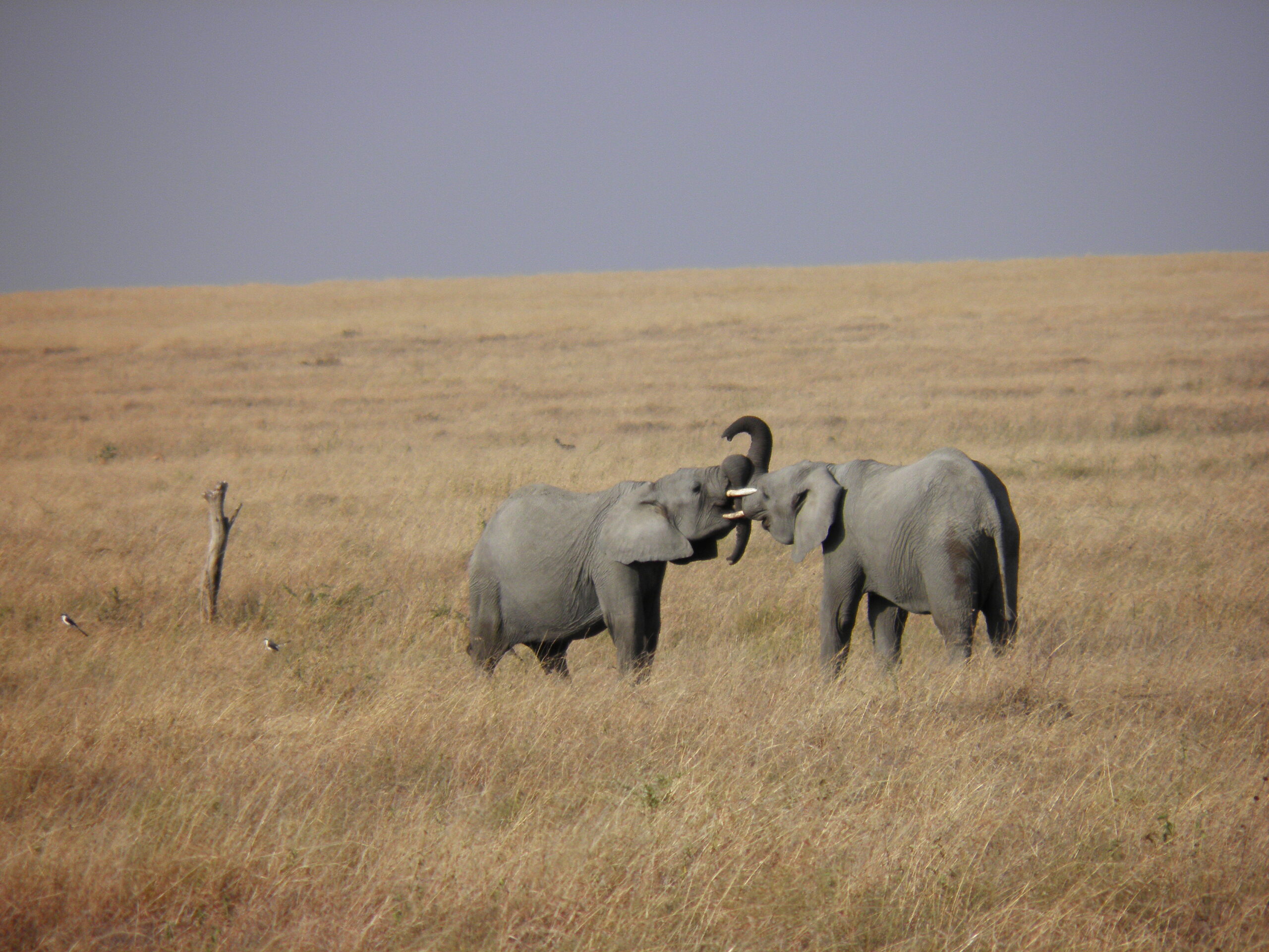 Elephants - Habitats