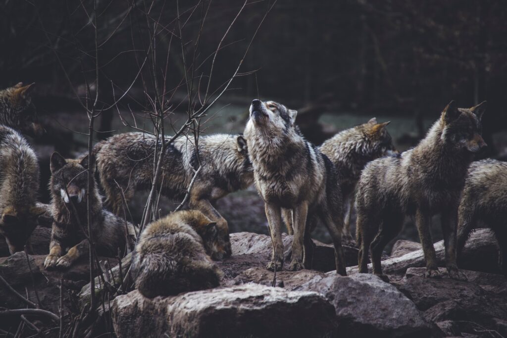 Wolves - Keystone species