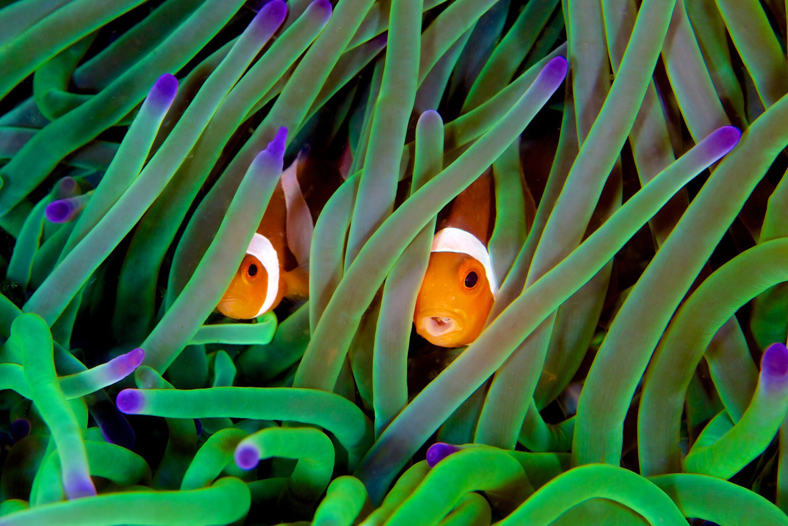 Sea anemone inhabit the ocean
