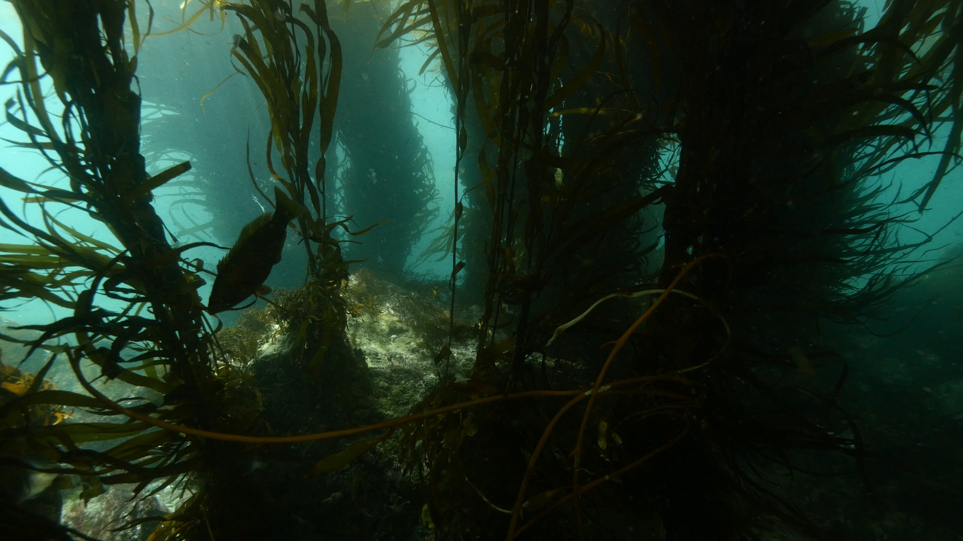 Kelp is a keystone specie of coastal habitats
