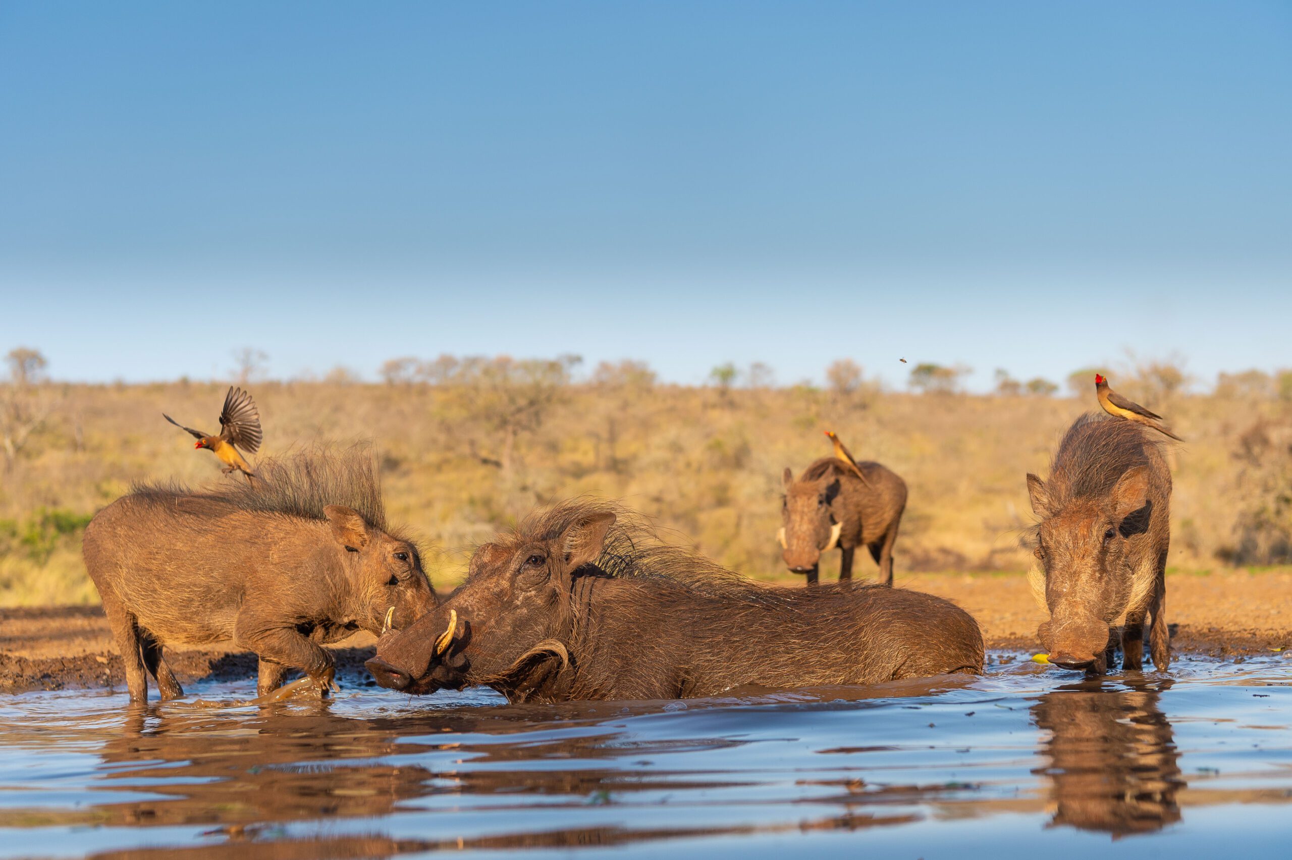 Warthogs in pool