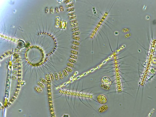 Phytoplankton - Keystone species