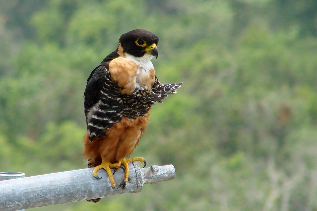 Orange-breasted falcon