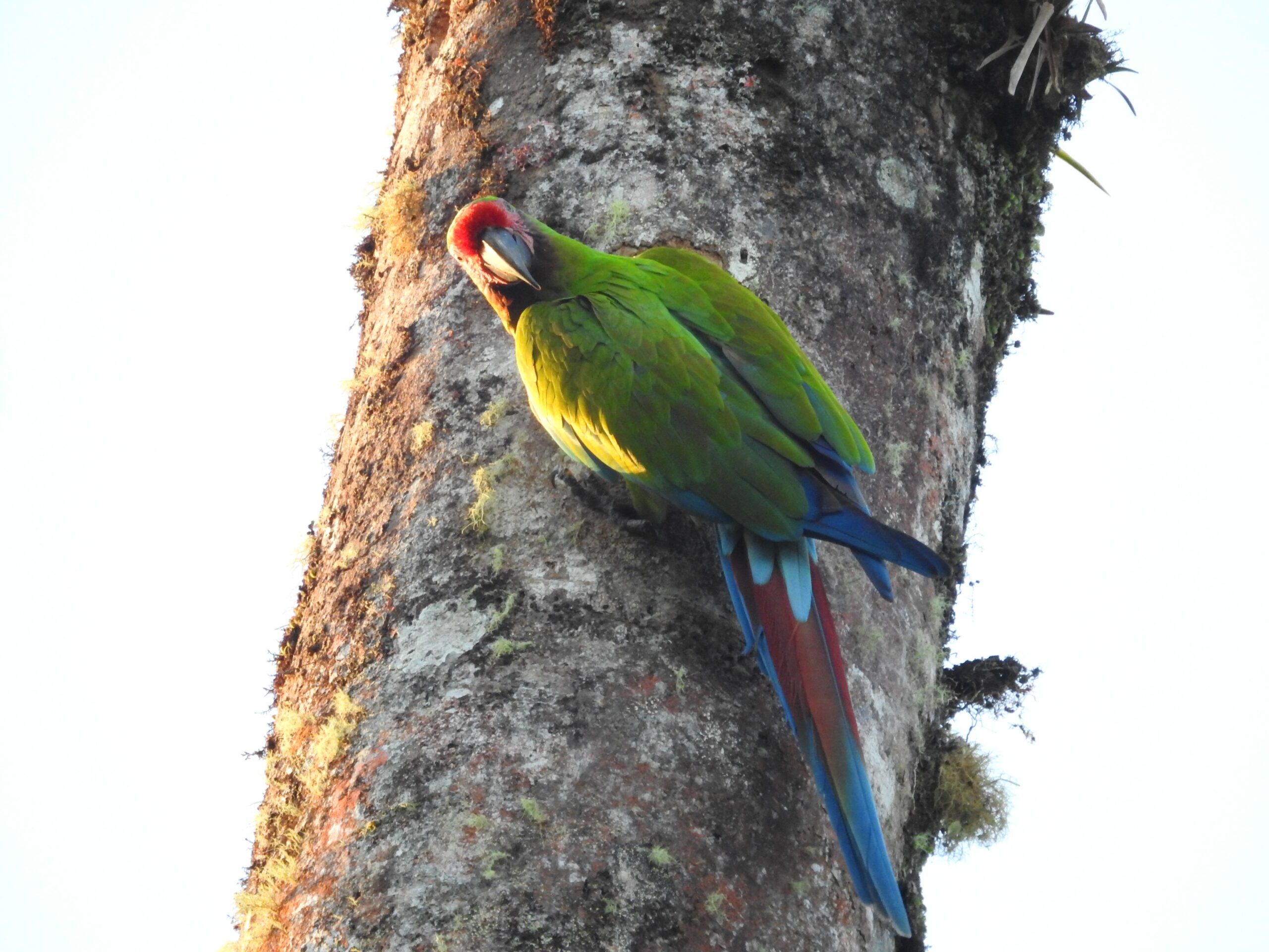 A military macaw in the Narupa reserve
