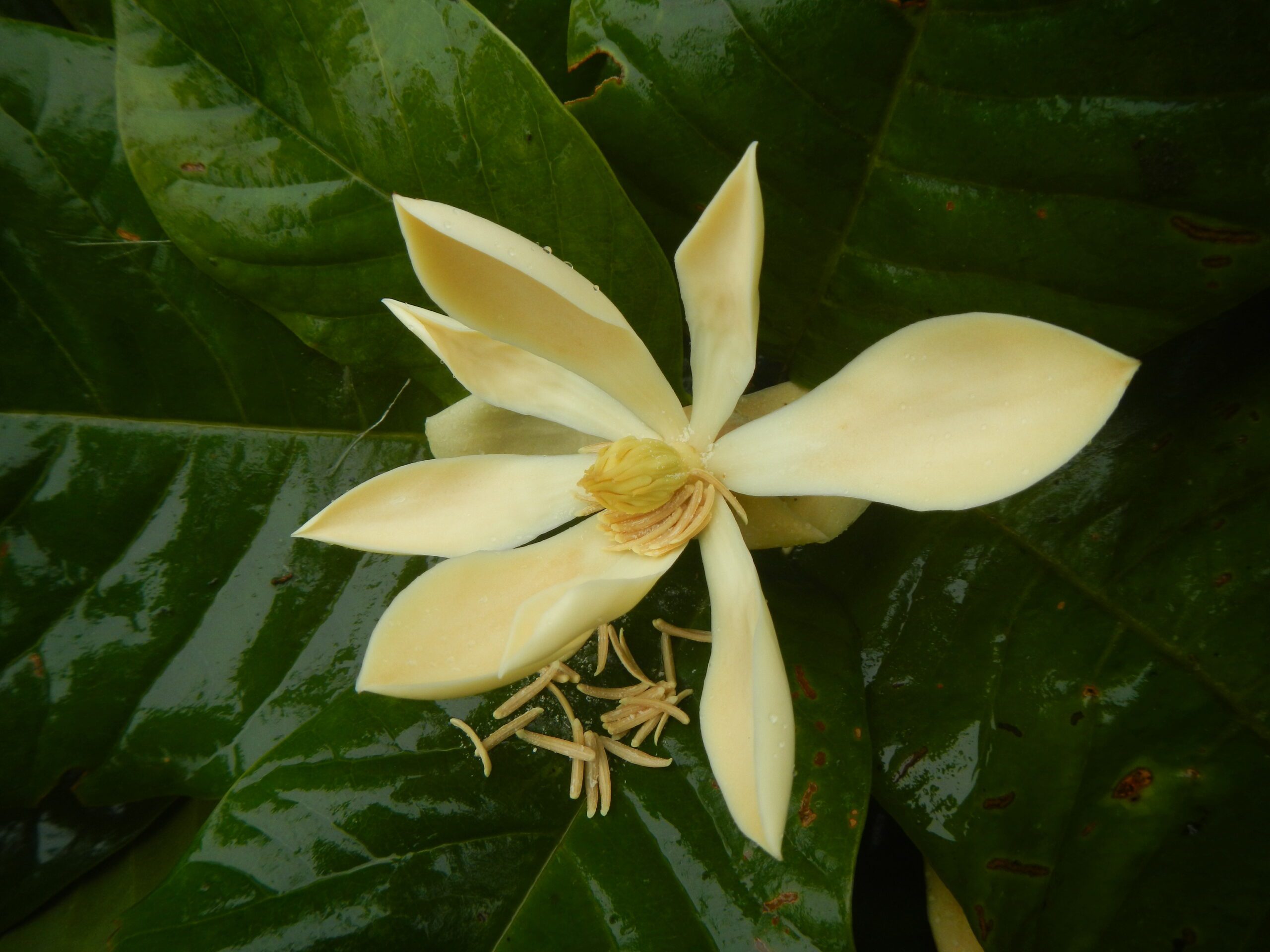 Magnolia buenaventurensis