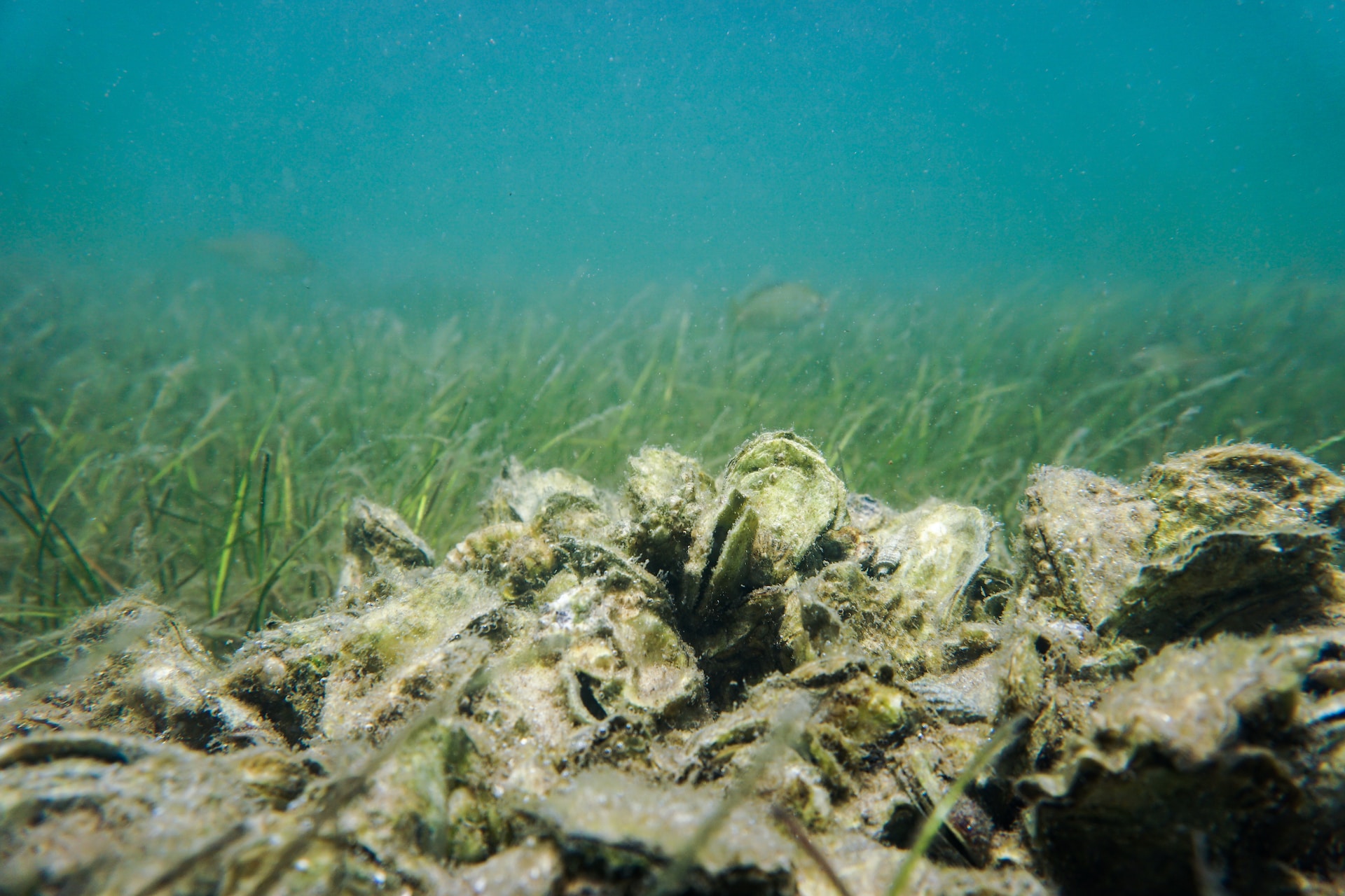 Oysters - keystone species